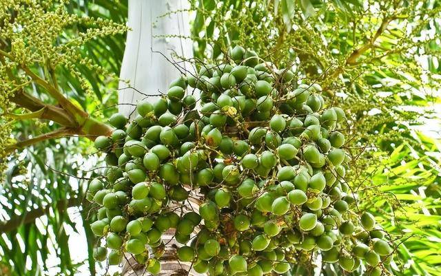 割脸、割舌、丧命！让1亿人上瘾的致癌小零食为什么不禁卖？(图2)